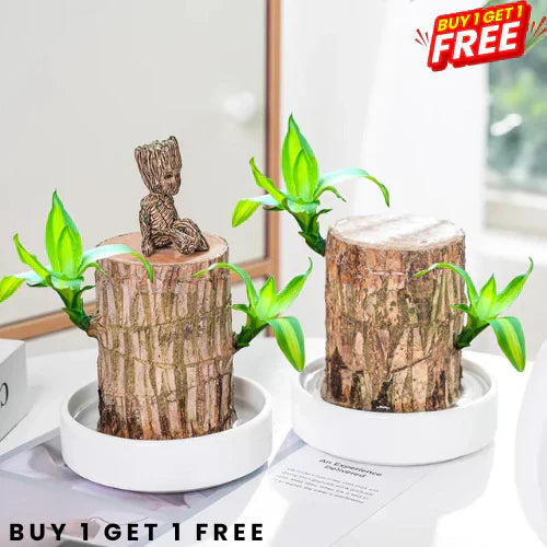 Brazilian Lucky Wood Plant - Natural Charm & Good Fortune.